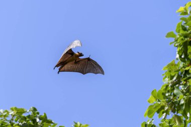 Maldivler adasında uçan tilki. Meyve yarasası uçuyor. Gri başlı Uçan Tilki (Pteropus poliocephalus).