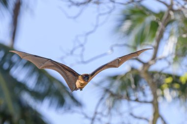 Maldivler adasında uçan tilki. Meyve yarasası uçuyor. Gri başlı Uçan Tilki (Pteropus poliocephalus).