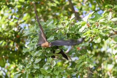 Maldivler adasında uçan tilki. Meyve yarasası uçuyor. Gri başlı Uçan Tilki (Pteropus poliocephalus).