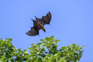 Maldivler adasında uçan tilki. Meyve yarasası uçuyor. Gri başlı Uçan Tilki (Pteropus poliocephalus).