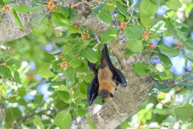 Maldivler adasında uçan tilki. Meyve yarasası uçuyor. Gri başlı Uçan Tilki (Pteropus poliocephalus).
