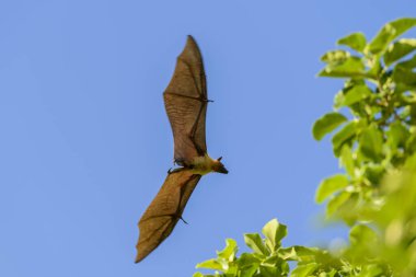 Maldivler adasında uçan tilki. Meyve yarasası uçuyor. Gri başlı Uçan Tilki (Pteropus poliocephalus).