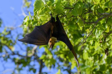 Maldivler adasında uçan tilki. Meyve yarasası uçuyor. Gri başlı Uçan Tilki (Pteropus poliocephalus).