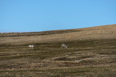 Svalbard kutup manzara