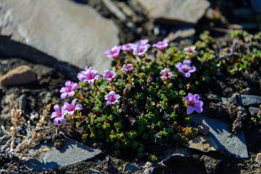 Svalbard kutup çiçek
