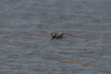 Kraliyet feneri. Deniz kuşu uçuyor. Gökteki martı.