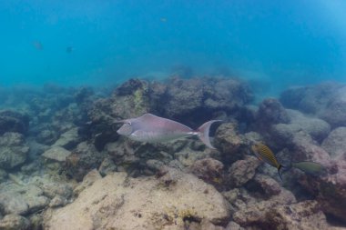 Maldivler adasındaki mercan resifinde tek boynuzlu at cerrah balığı. Tropikal ve mercan yaban hayatı. Güzel sualtı dünyası. Su altı fotoğrafçılığı.
