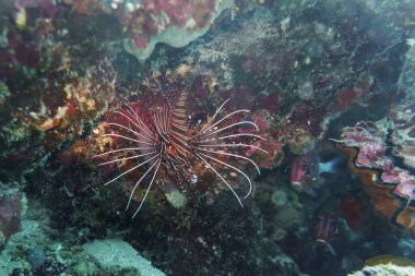 Aslan balığı (Pterois mombasae). Scorpaenidae - güzel ve tehlikeli