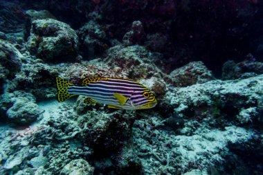 Maldivler adasındaki mercan resifinde doğulu tatlı dudak balığı (Plectorhinchus vittatus). Tropikal ve mercan yaban hayatı. Güzel sualtı dünyası. Su altı fotoğrafçılığı.