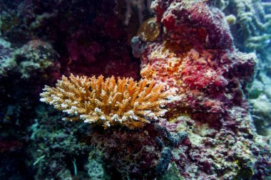 Maldivler adasındaki Mercan Kayalıkları ve Tropikal Balıklar. Tropikal ve mercan yaban hayatı. Güzel sualtı dünyası. Su altı fotoğrafçılığı.