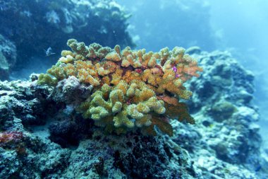 Maldivler adasındaki Mercan Kayalıkları ve Tropikal Balıklar. Tropikal ve mercan yaban hayatı. Güzel sualtı dünyası. Su altı fotoğrafçılığı.