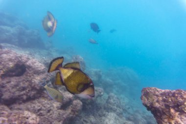 Titan tetikleyici balığı, Dev tetikleyici balık, (Balistoides viridescens). Tropikal ve mercan yaban hayatı. Güzel sualtı dünyası. Su altı fotoğrafçılığı.