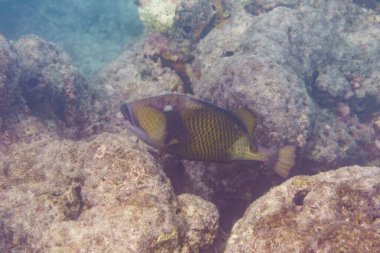 Titan tetikleyici balığı, Dev tetikleyici balık, (Balistoides viridescens). Tropikal ve mercan yaban hayatı. Güzel sualtı dünyası. Su altı fotoğrafçılığı.