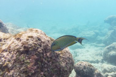 Mavi bantlı cerrah balığı (Acanthurus lineatus). Tropikal ve mercan deniz balığı. Güzel sualtı dünyası. Su altı fotoğrafçılığı.