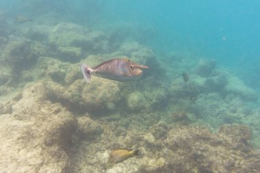 Tek boynuzlu at cerrah balığı. Tropikal ve mercan deniz balığı. Güzel sualtı dünyası. Su altı fotoğrafçılığı.