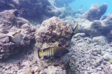Tavuskuşu kıçı, Cephalopholis argus. Tropikal ve mercan deniz balığı. Güzel sualtı dünyası. Su altı fotoğrafçılığı.
