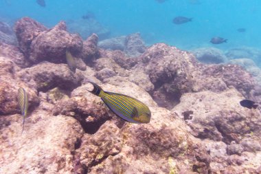 Mavi bantlı cerrah balığı (Acanthurus lineatus). Tropikal ve mercan deniz balığı. Güzel sualtı dünyası. Su altı fotoğrafçılığı.