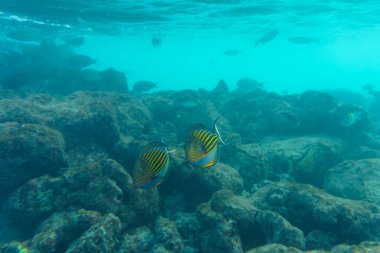 Mavi bantlı cerrah balığı (Acanthurus lineatus). Tropikal ve mercan deniz balığı. Güzel sualtı dünyası. Su altı fotoğrafçılığı.