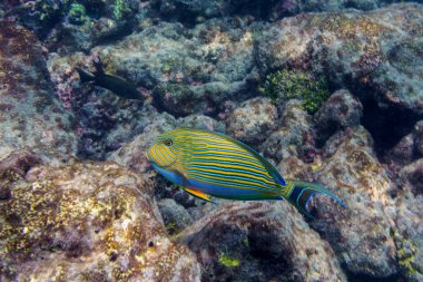 Mavi bantlı cerrah balığı (Acanthurus lineatus). Tropikal ve mercan deniz balığı. Güzel sualtı dünyası. Su altı fotoğrafçılığı.