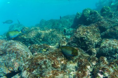 Mavi bantlı cerrah balığı (Acanthurus lineatus). Tropikal ve mercan deniz balığı. Güzel sualtı dünyası. Su altı fotoğrafçılığı.