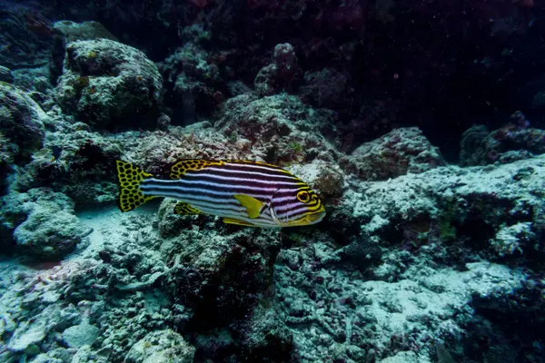 Maldivler adasındaki mercan resifinde doğulu tatlı dudak balığı (Plectorhinchus vittatus). Tropikal ve mercan yaban hayatı. Güzel sualtı dünyası. Su altı fotoğrafçılığı.