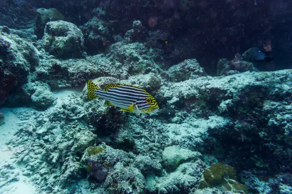 Maldivler adasındaki mercan resifinde doğulu tatlı dudak balığı (Plectorhinchus vittatus). Tropikal ve mercan yaban hayatı. Güzel sualtı dünyası. Su altı fotoğrafçılığı.