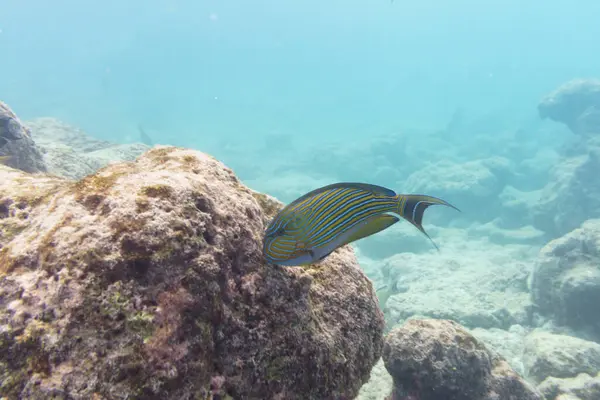Mavi bantlı cerrah balığı (Acanthurus lineatus). Tropikal ve mercan deniz balığı. Güzel sualtı dünyası. Su altı fotoğrafçılığı.