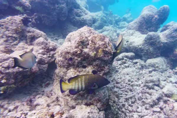 Tavuskuşu kıçı, Cephalopholis argus. Tropikal ve mercan deniz balığı. Güzel sualtı dünyası. Su altı fotoğrafçılığı.
