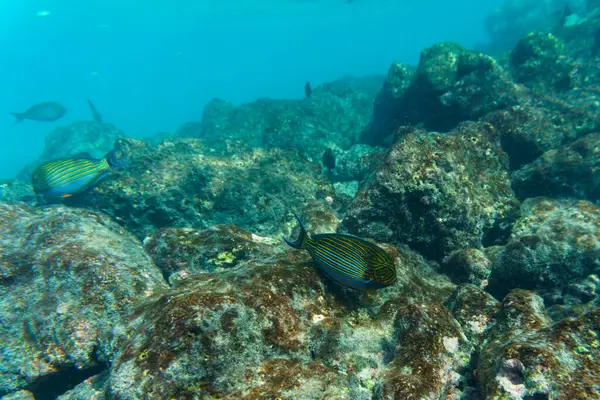 Mavi bantlı cerrah balığı (Acanthurus lineatus). Tropikal ve mercan deniz balığı. Güzel sualtı dünyası. Su altı fotoğrafçılığı.