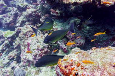 Maldivler adasındaki Mercan Kayalıkları ve Tropikal Balıklar. Tropikal ve mercan yaban hayatı. Güzel sualtı dünyası. Su altı fotoğrafçılığı.