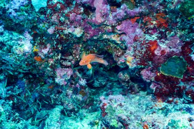 Maldivler adasındaki Mercan Kayalıkları ve Tropikal Balıklar. Tropikal ve mercan yaban hayatı. Güzel sualtı dünyası. Su altı fotoğrafçılığı.