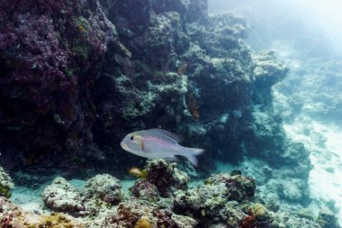 Maldivler adasındaki Mercan Kayalıkları ve Tropikal Balıklar. Tropikal ve mercan yaban hayatı. Güzel sualtı dünyası. Su altı fotoğrafçılığı.