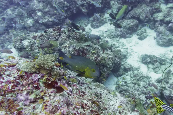 Maldivler adasındaki Mercan Kayalıkları ve Tropikal Balıklar. Tropikal ve mercan yaban hayatı. Güzel sualtı dünyası. Su altı fotoğrafçılığı.