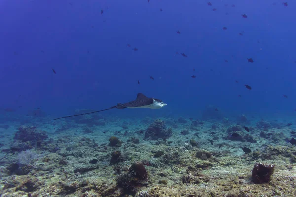 Spotted eagle ray in the coral reef of Maldives island. Tropical and coral sea wildelife. Beautiful underwater world. Underwater photography.