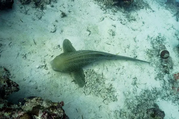 Zebra Köpekbalığı (Stegostoma fasciatum) Maldivler adasının mercan kayalıklarında kum tabanında yatar. Tropikal ve mercan yaban hayatı. Güzel sualtı dünyası. Su altı fotoğrafçılığı.
