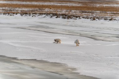 Wilde Tundra 'da iki kutup tilkisi (Vulpes Lagopus). Kumsalda kutup tilkisi.
