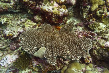 Maldivler adasındaki Mercan Kayalıkları ve Tropikal Balıklar. Tropikal ve mercan yaban hayatı. Güzel sualtı dünyası. Su altı fotoğrafçılığı.