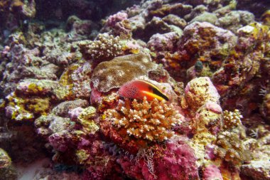 Black-side hawkfish in the coral reef of Maldives island. Tropical and coral sea wildelife. Beautiful underwater world. Underwater photography. clipart