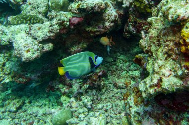 İmparator Melek Balığı (Pomacanthus Imperator) Maldivler adasındaki mercan resifinde. Tropikal ve mercan yaban hayatı. Güzel sualtı dünyası. Su altı fotoğrafçılığı.