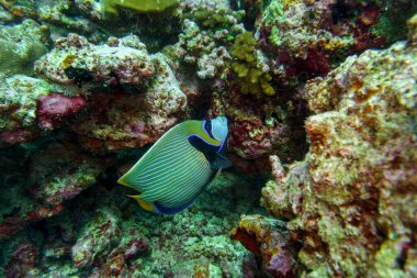 Emperor angelfish (Pomacanthus imperator) in the coral reef of Maldives island. Tropical and coral sea wildelife. Beautiful underwater world. Underwater photography. clipart