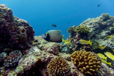 Emperor angelfish (Pomacanthus imperator) in the coral reef of Maldives island. Tropical and coral sea wildelife. Beautiful underwater world. Underwater photography. clipart