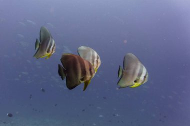 Orbicular batfish (Platax orbicularis) in the coral reef of Maldives island. Tropical and coral sea wildelife. Beautiful underwater world. Underwater photography. clipart