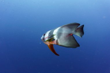 Orbicular batfish (Platax orbicularis) in the coral reef of Maldives island. Tropical and coral sea wildelife. Beautiful underwater world. Underwater photography. clipart