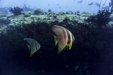 Two Orbicular batfishes (Platax orbicularis) in the coral reef of Maldives island. Tropical and coral sea wildelife. Beautiful underwater world. Underwater photography. clipart