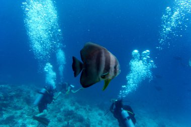 Orbicular batfish with divers on backgrownd  in the coral reef of Maldives island. Tropical and coral sea wildelife.  Underwater photography. clipart