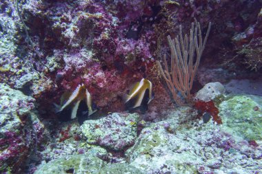 Maldivler adasındaki Mercan Kayalıkları ve Tropikal Balıklar. Tropikal ve mercan yaban hayatı. Güzel sualtı dünyası. Su altı fotoğrafçılığı.