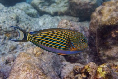 Blue banded surgeonfish (Acanthurus lineatus). Tropical and coral sea fish. Beautiful underwater world. Underwater photography. clipart