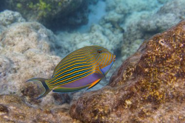 Mavi bantlı cerrah balığı (Acanthurus lineatus). Tropikal ve mercan deniz balığı. Güzel sualtı dünyası. Su altı fotoğrafçılığı.