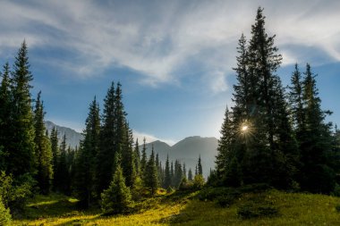 Güzel dağ manzarası, yaz mevsiminde orman ve dağlar. Kazakistan 'daki vadi.