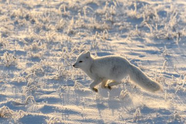 Kışın tundrada vahşi kutup tilkisi (Vulpes Lagopus). Beyaz kutup tilkisi koşuyor.